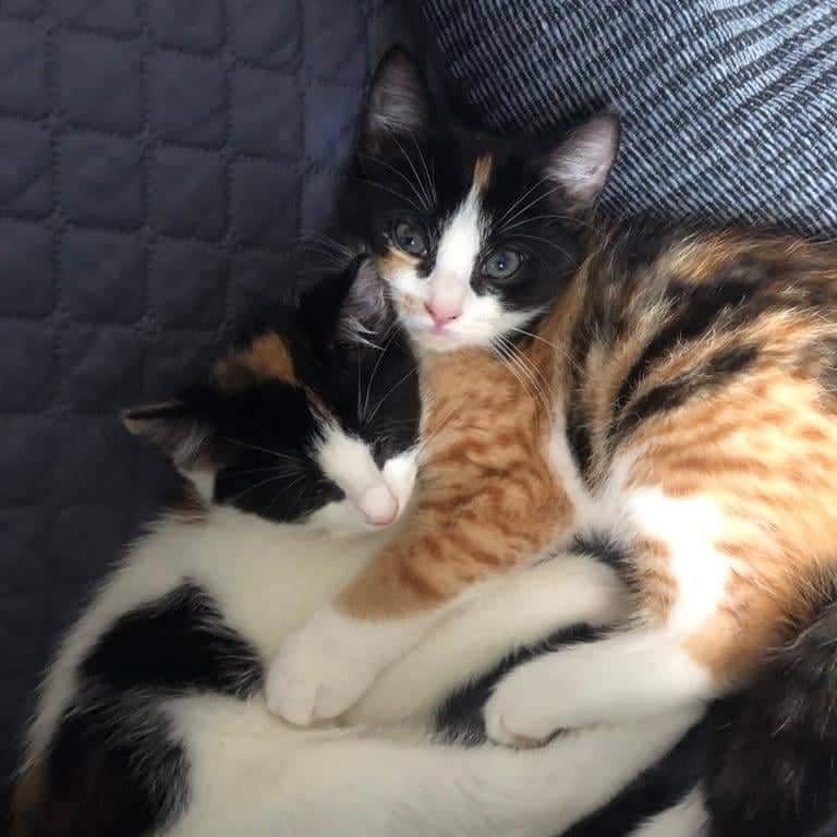 Lola (more ginger and black) and Luna (mainly white)